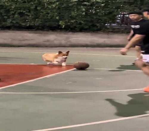 下辈子再玩篮球我就是狗里的那位吗
