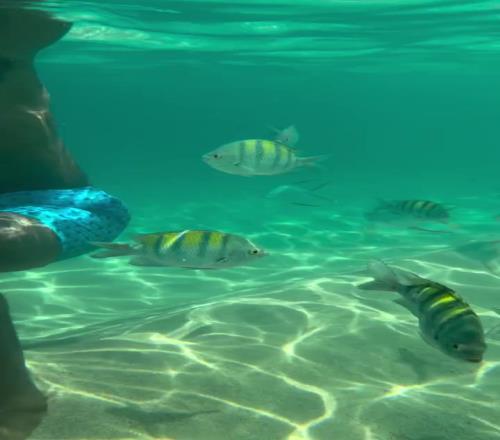 休賽期不釣魚了喬治曬自己浮潛視頻：與魚共舞