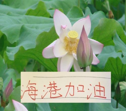 被扣分9個球隊(duì)海港最有可能奪冠嗎