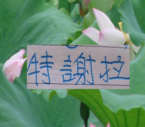 中超三大豪門嫡系愛將申花司機最喜特謝拉海港穆帥認可加布里