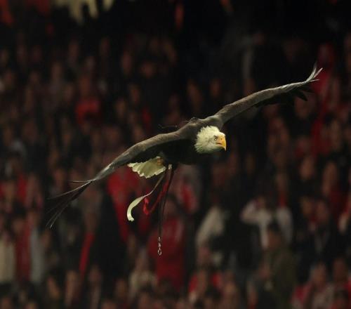 本菲卡官方：將對(duì)普雷斯蒂安尼被停賽提出上訴