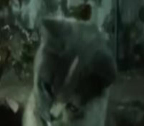 輸了！美國男籃首敗！懷斯曼9投砸出9分...