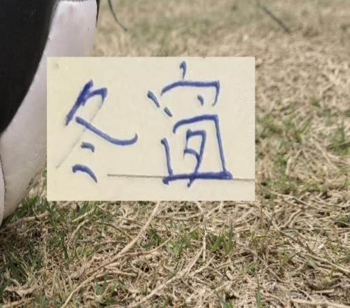 李金羽冬窗瘋狂“囤貨”又砸重金買了一個去年中超前3高端中衛(wèi)