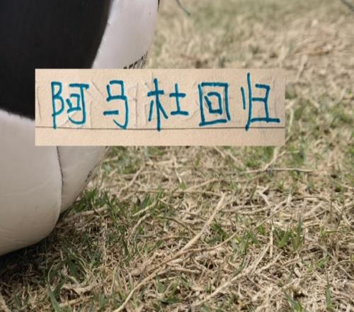 申花離開外援也是香！阿馬杜跟馬萊萊不僅是隊長狀態也回春了