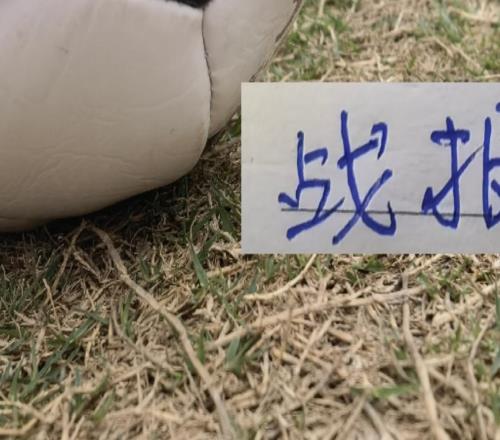 定了！中超第六輪官宣山東泰山跟海港都有CCTV直播