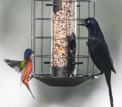 球員反悔、教練固執(zhí)：美國大學(xué)體育的轉(zhuǎn)會困局