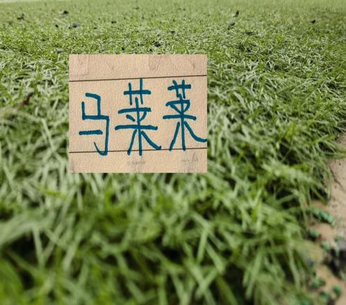 馬萊萊+斯坦丘沒來這算是北京國安好消息嗎