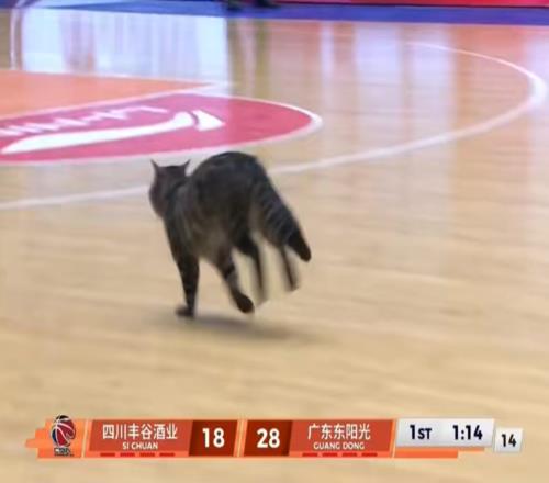 有趣！CBA赛场来了一个不速之客球迷：头一回见