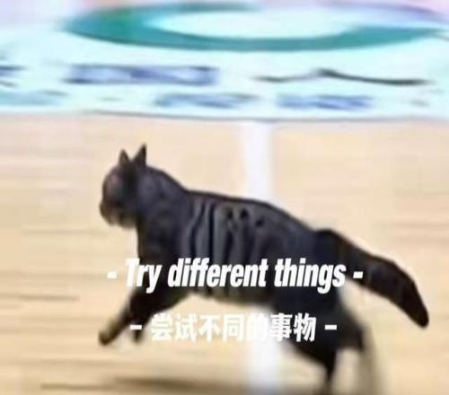 惊现哈基米！广东四川CBA比赛中场地内跑进一只小猫