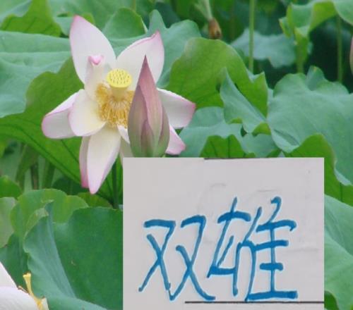 中超身价高的球星海港跟申花各占据2个看来今年又是楚汉争霸了