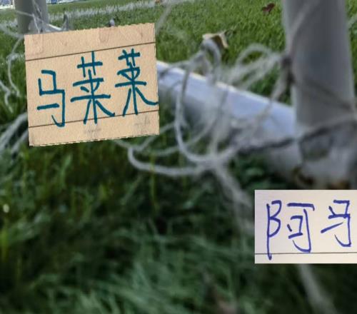 马莱莱跟阿马杜社交晒球衣留念2024曾联手创造申花单赛季最高积分
